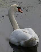 Mute Swan