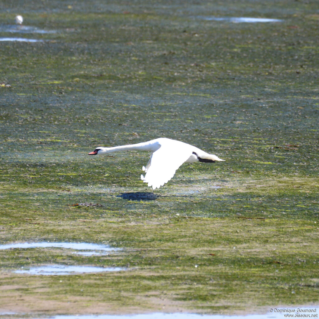 Cygne tuberculéadulte, Vol