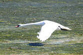 Cygne tuberculé
