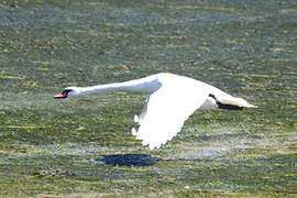 Cygne tuberculé