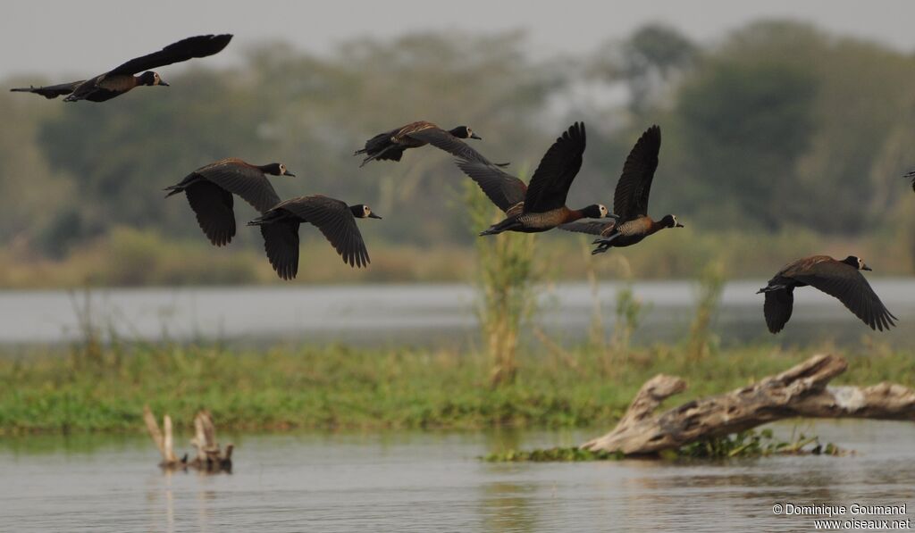White-faced Whistling Duck, Flight