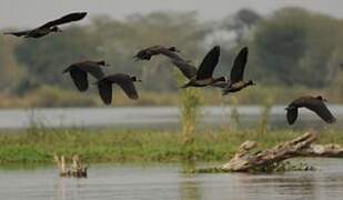 White-faced Whistling Duck