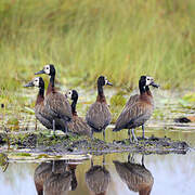 White-faced Whistling Duck