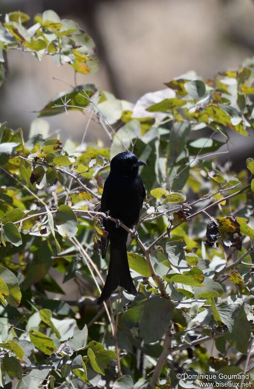 Fork-tailed Drongo male