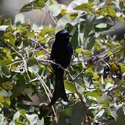 Fork-tailed Drongo