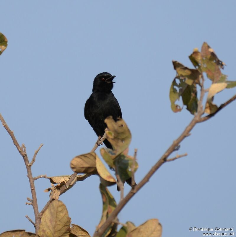 Fork-tailed Drongo male