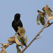 Fork-tailed Drongo