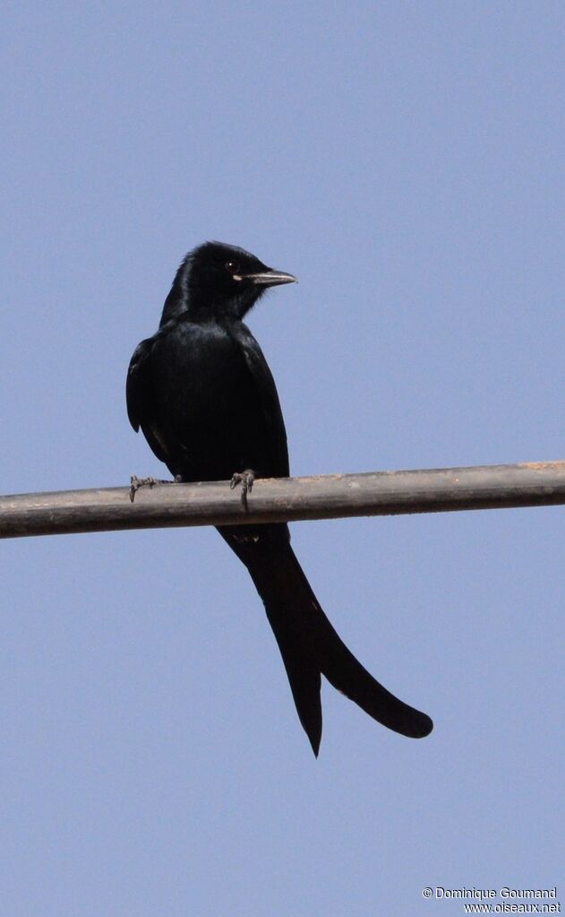 Drongo royal