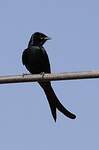 Drongo royal