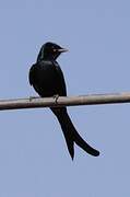 Drongo royal