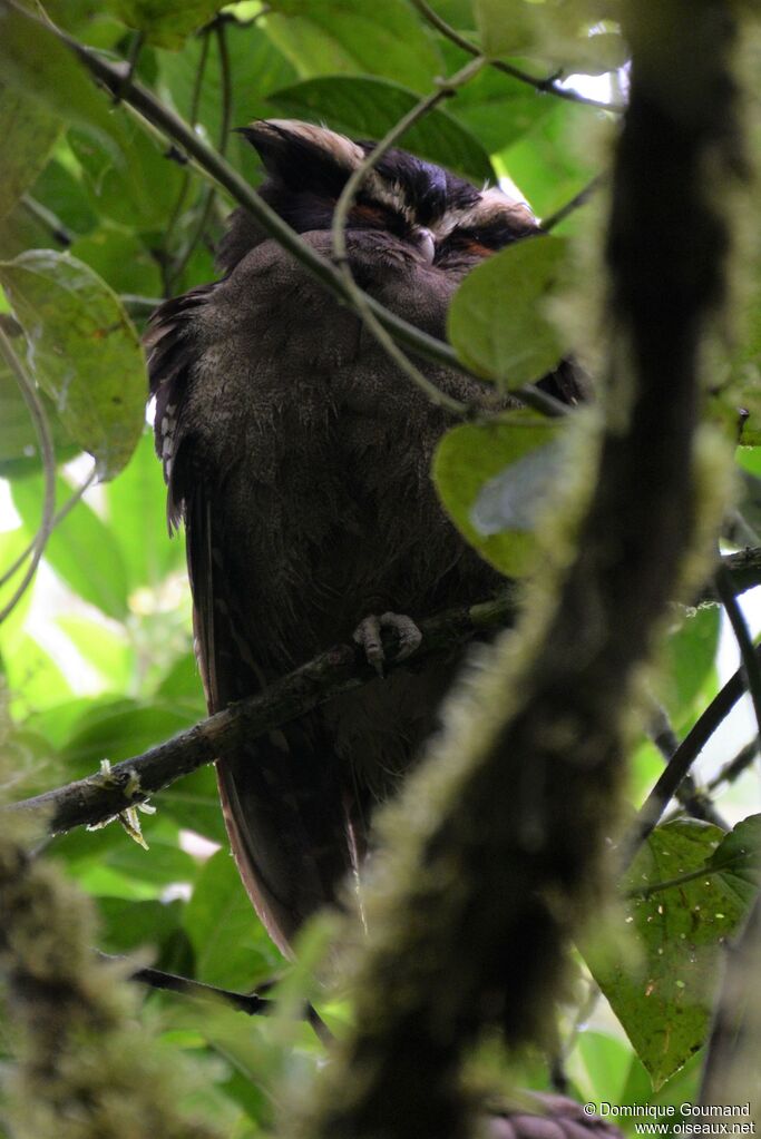 Crested Owladult