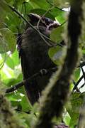 Crested Owl