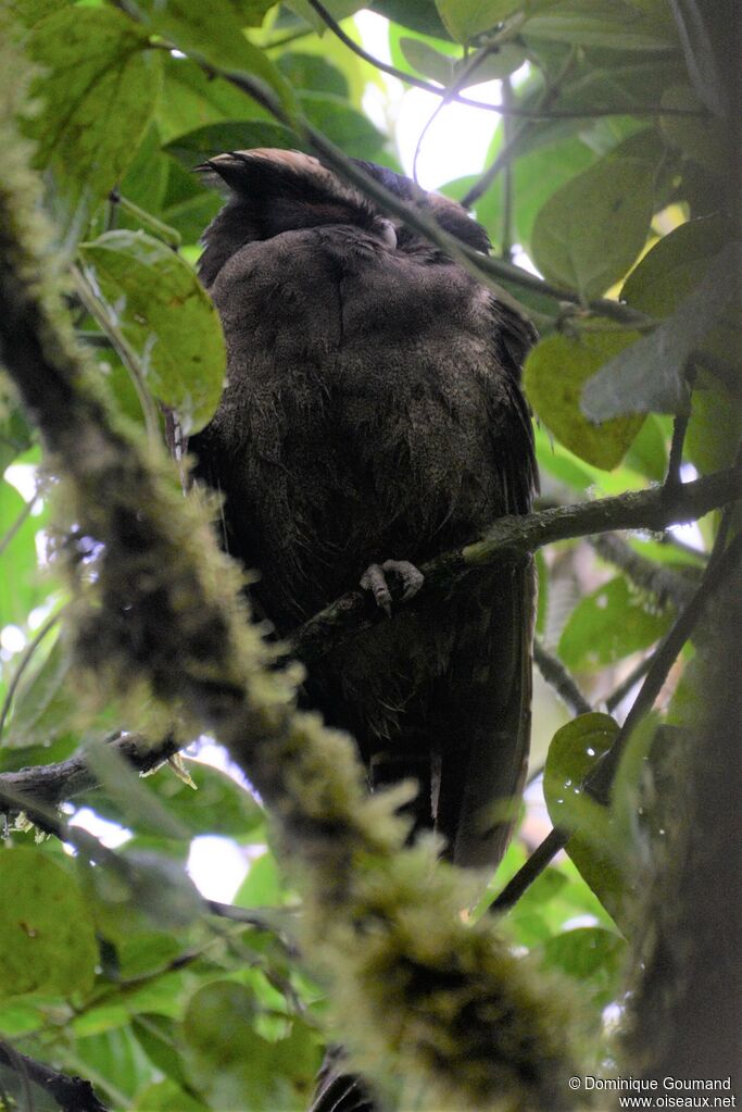 Crested Owladult