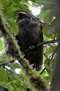 Crested Owl