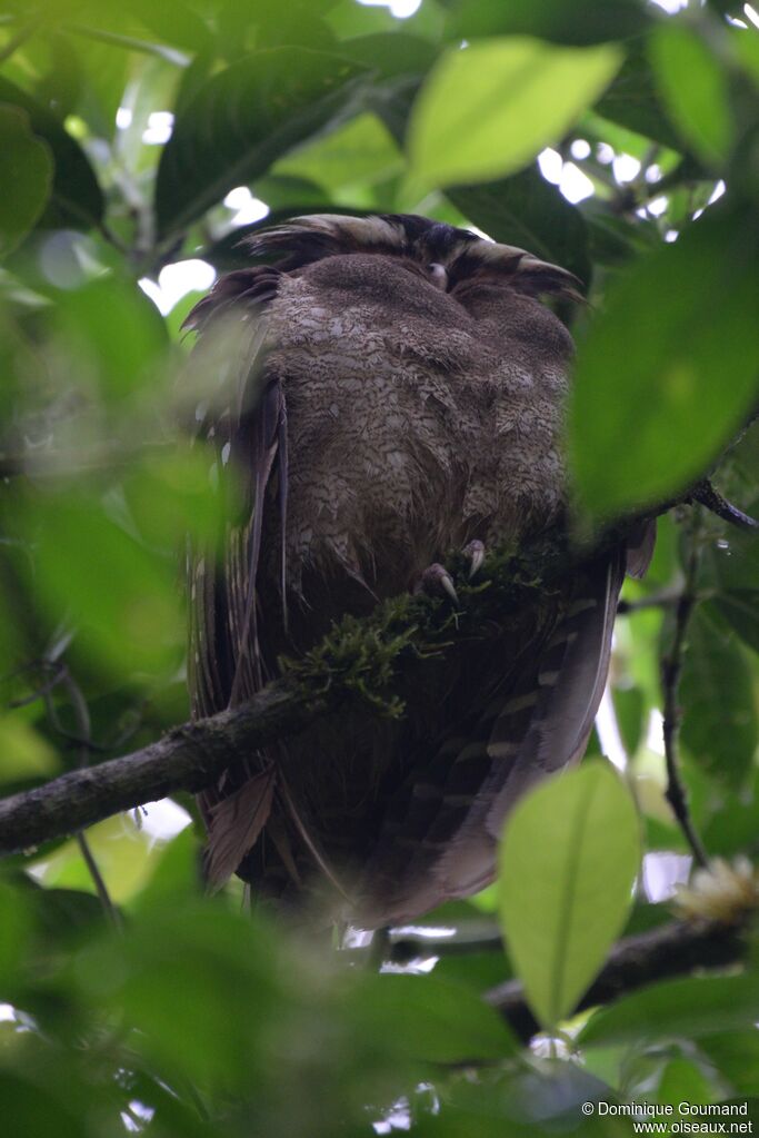 Crested Owladult