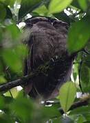 Crested Owl