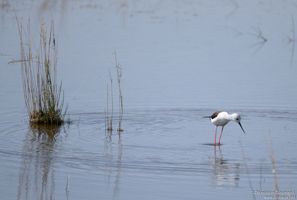 Black-winged Stilt