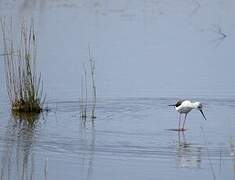 Black-winged Stilt