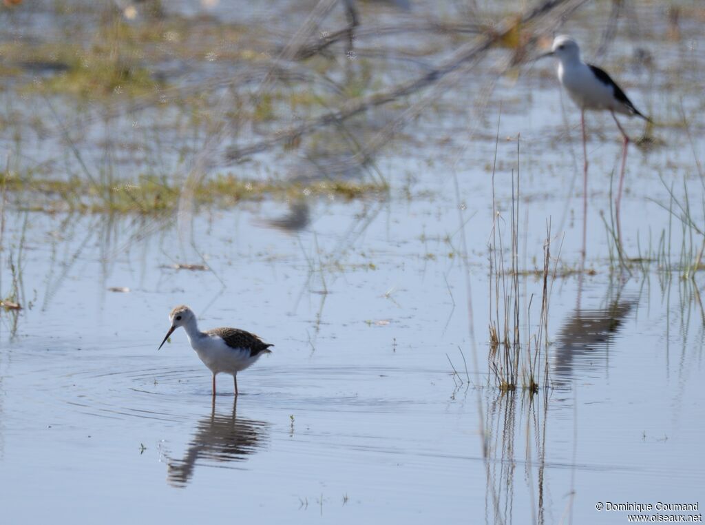 Black-winged Stiltimmature