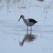 Black-winged Stilt