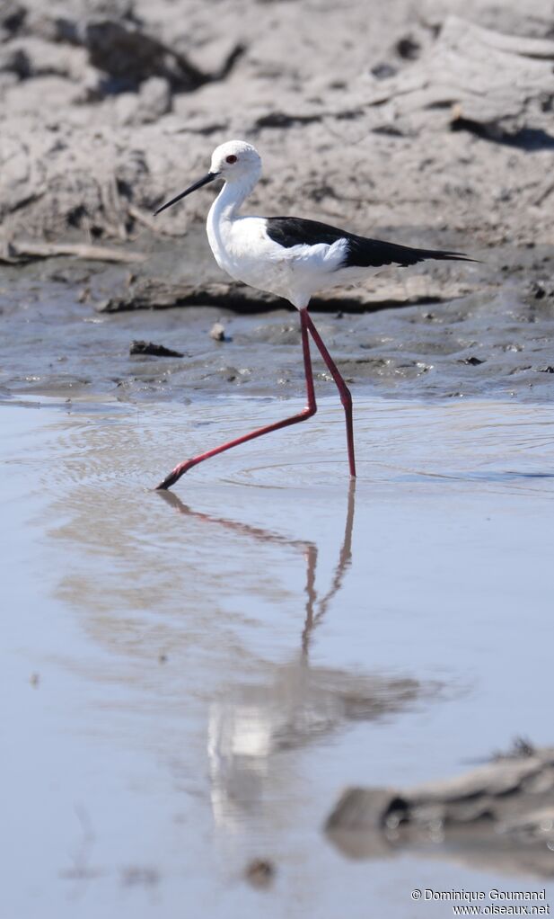 Black-winged Stilt female