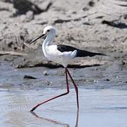 Black-winged Stilt