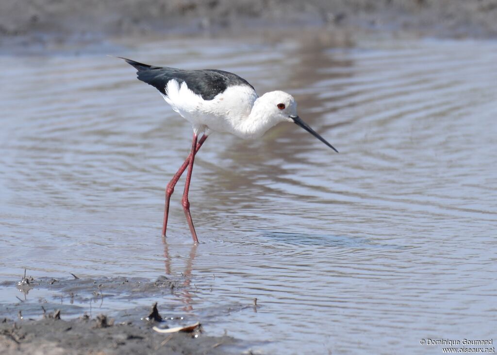 Black-winged Stilt female