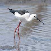 Black-winged Stilt