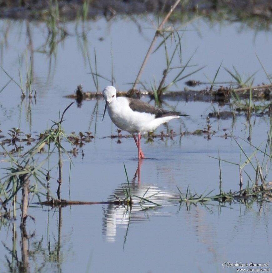 Échasse blanche mâle