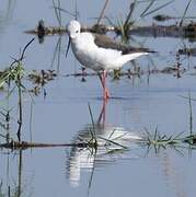 Black-winged Stilt