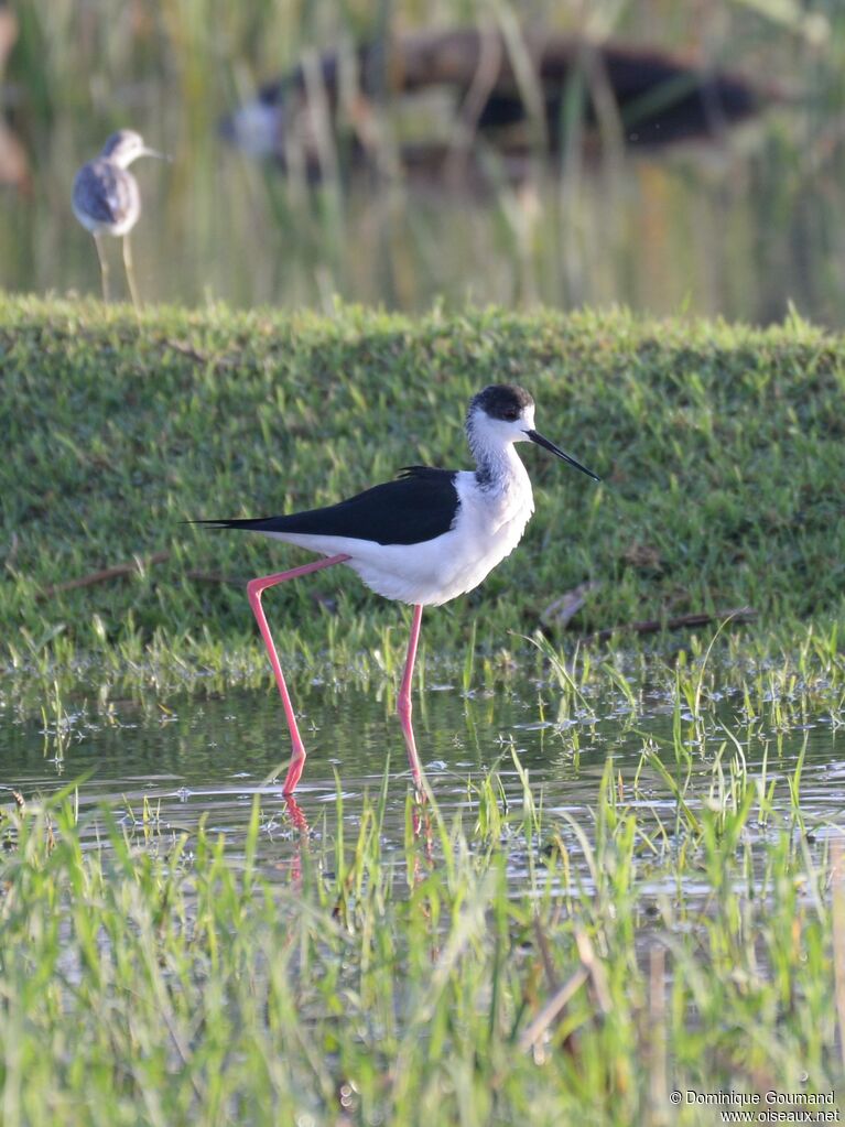 Black-winged Stilt male