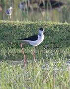 Black-winged Stilt