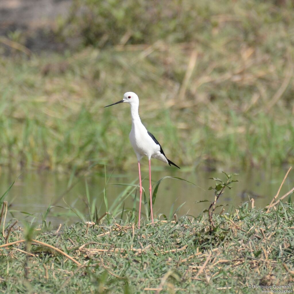 Black-winged Stilt