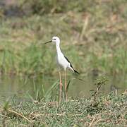 Black-winged Stilt