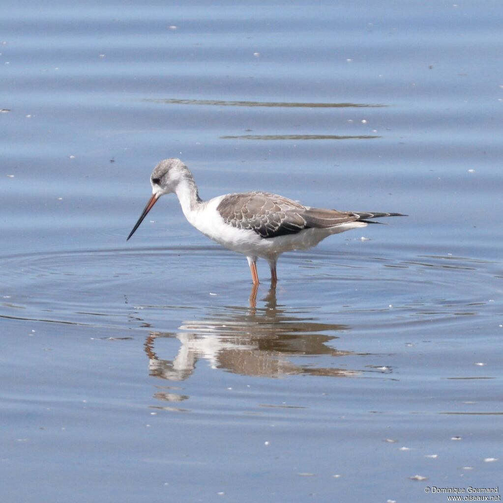 Black-winged Stilt