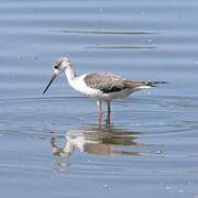 Black-winged Stilt