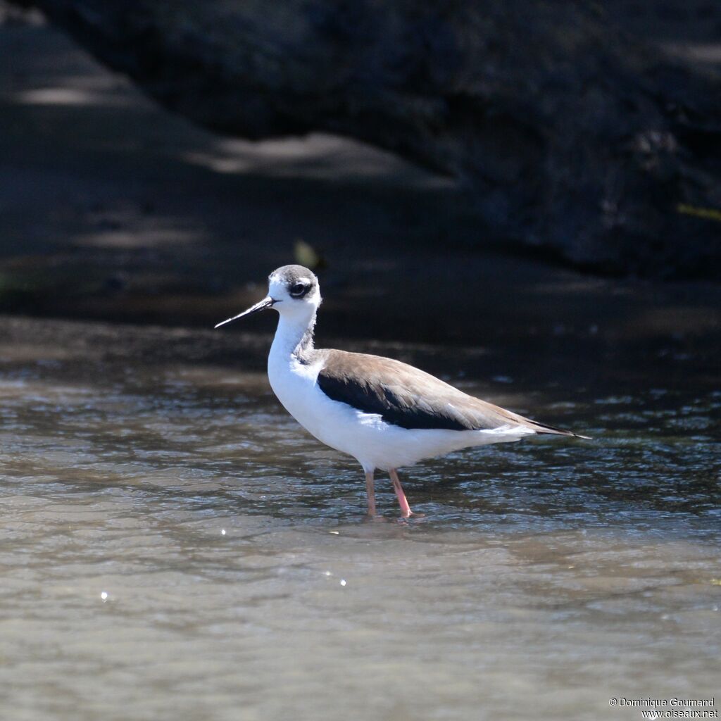 Black-necked Stiltadult