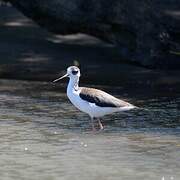 Black-necked Stilt