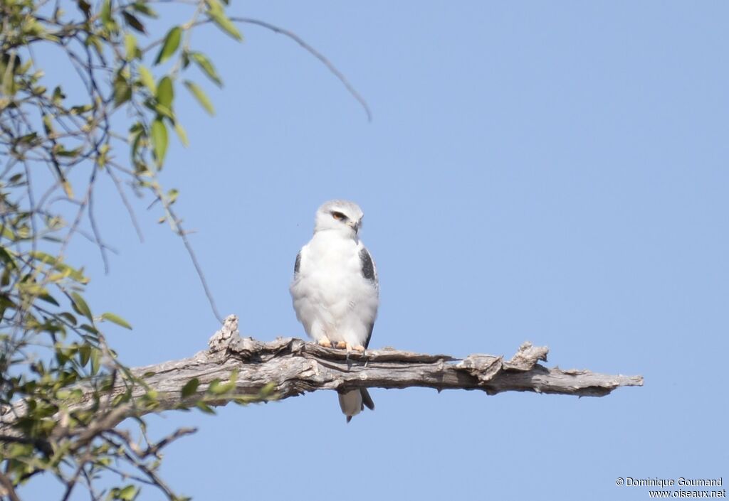 Black-winged Kite