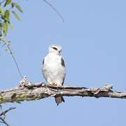 Black-winged Kite