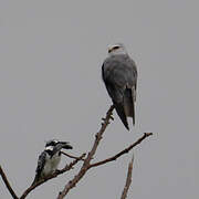 Black-winged Kite