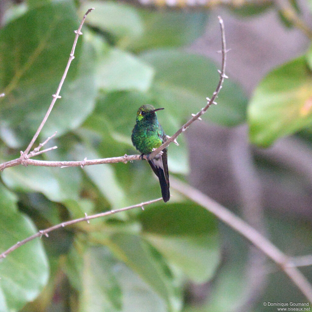 Émeraude de Ricord mâle adulte