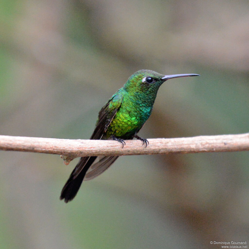Émeraude de Ricord mâle adulte, identification