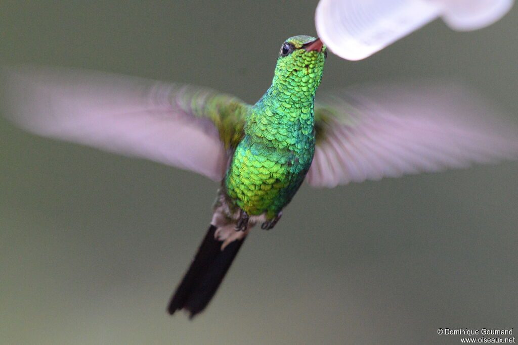 Émeraude de Ricord mâle adulte, Vol, boit