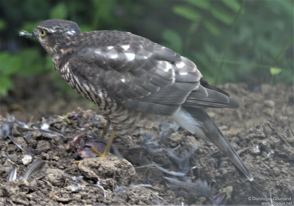 Eurasian Sparrowhawk