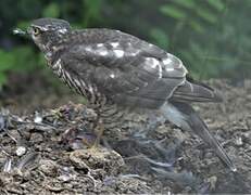 Eurasian Sparrowhawk