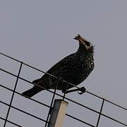 Common Starling