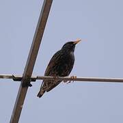 Common Starling