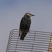 Common Starling