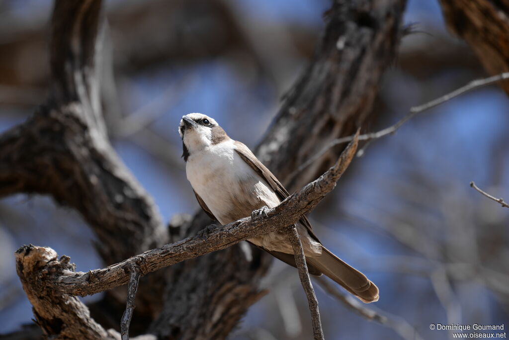 Southern White-crowned Shrike